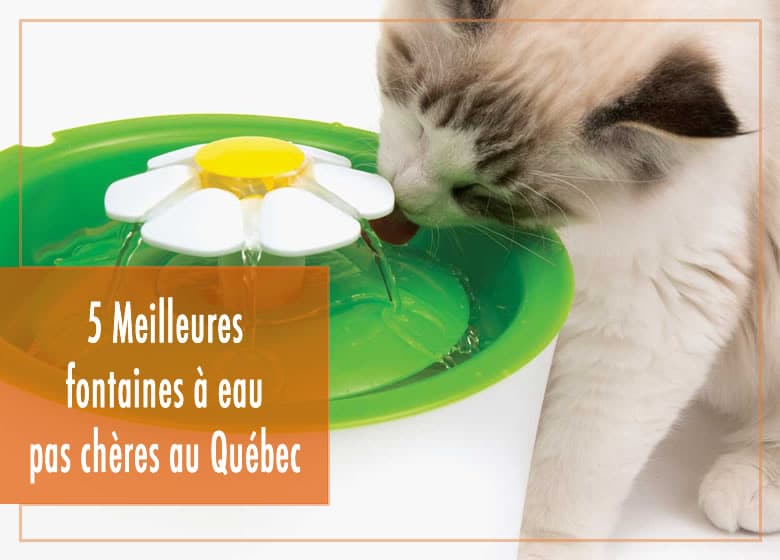 5 Meilleures fontaines à eau pas chères au Québec